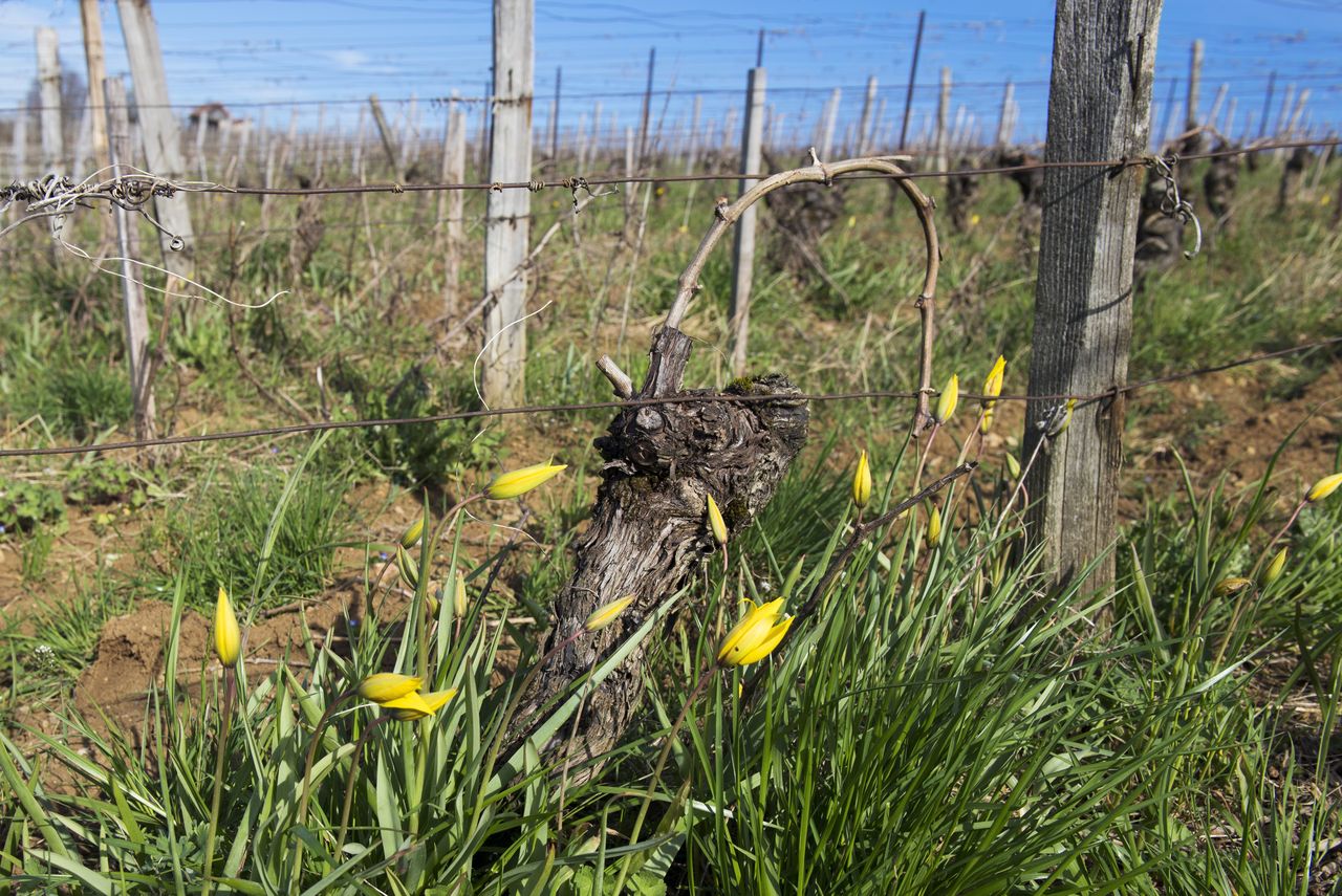 Flore Tulipe de vigne Tul_0259